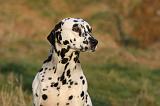 DALMATIEN 456